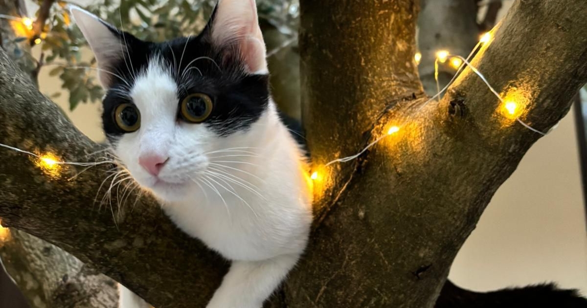 Animali domestici felici con le loro famiglie.