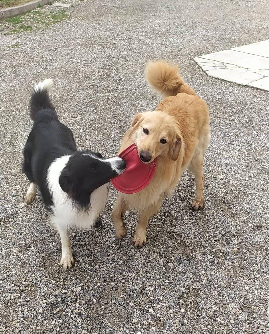 Animali domestici felici con le loro famiglie.